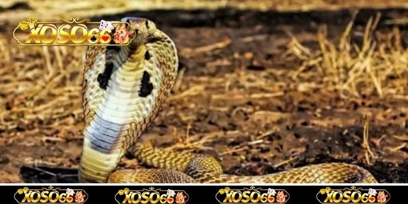Khám phá ý nghĩa của giấc mơ thấy rắn