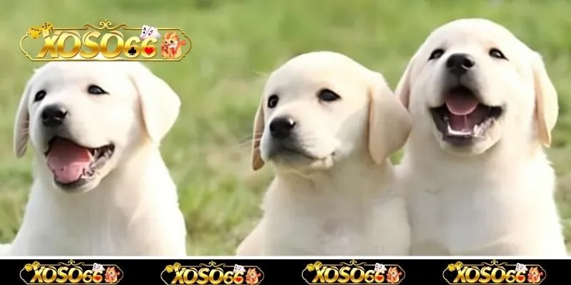Có chó vào nhà trong mộng