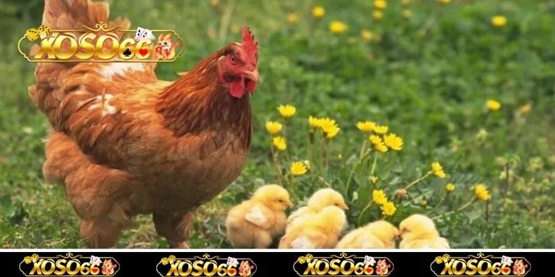 Giấc mê thấy gà đẻ trứng