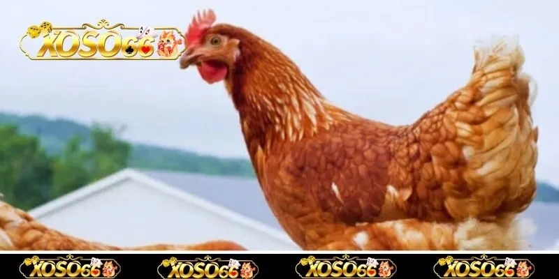 Luận giải điềm báo nằm mơ thấy gà